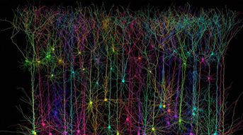 Colorful, computer-generated visualization of interconnected neurons against a black background, showing bright lines branching out and forming a complex neural network.