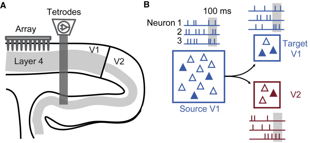 Digital image of how researchers simultaneously recorded activity from populations of neurons in two parts of the visual cortex, V1 and V2, and analyzed how population activity in V1 influenced activity V2 and a second population in V1