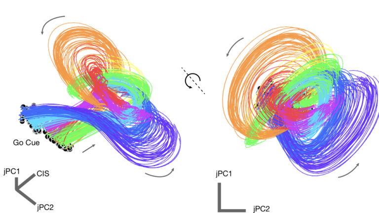 Underlying patterns in how neurons interact over time: each line represents the progression of neural activity in motor cortex as an animal reaches in different directions