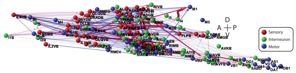 network of functional connections in C. elegans