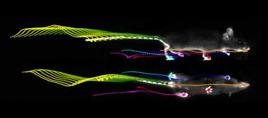 walking mouse being tracked