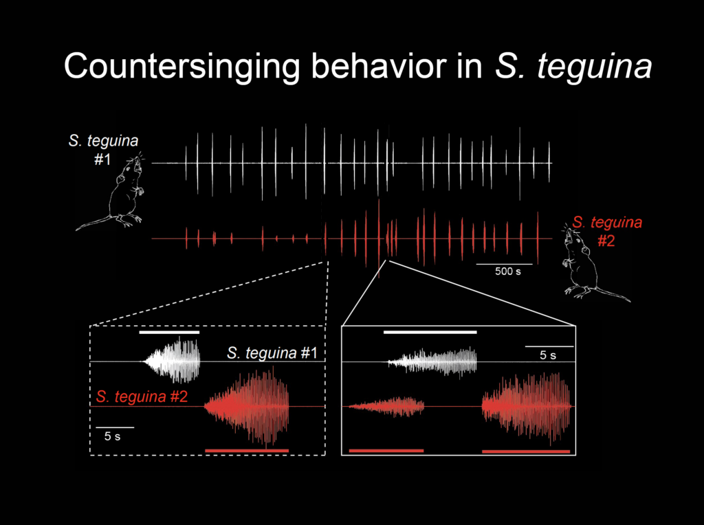 countersinging plot for singing mice