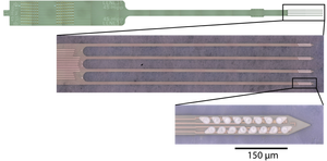 Close-up of a green neural probe with thin metallic lines and a pointed tip featuring small, white, oval structures; scale bar indicates 150 micrometers.