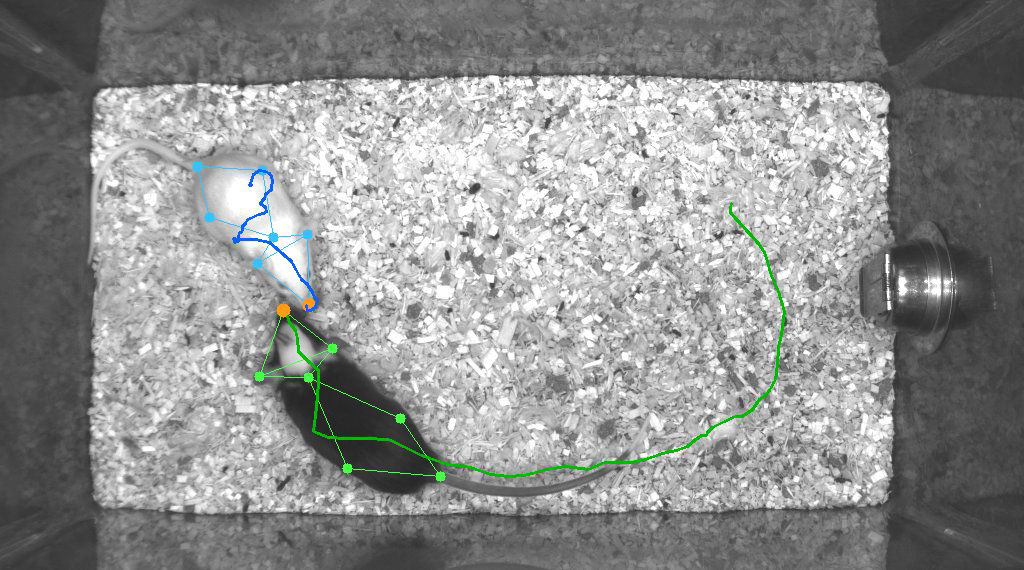 mouse being tracked automatically