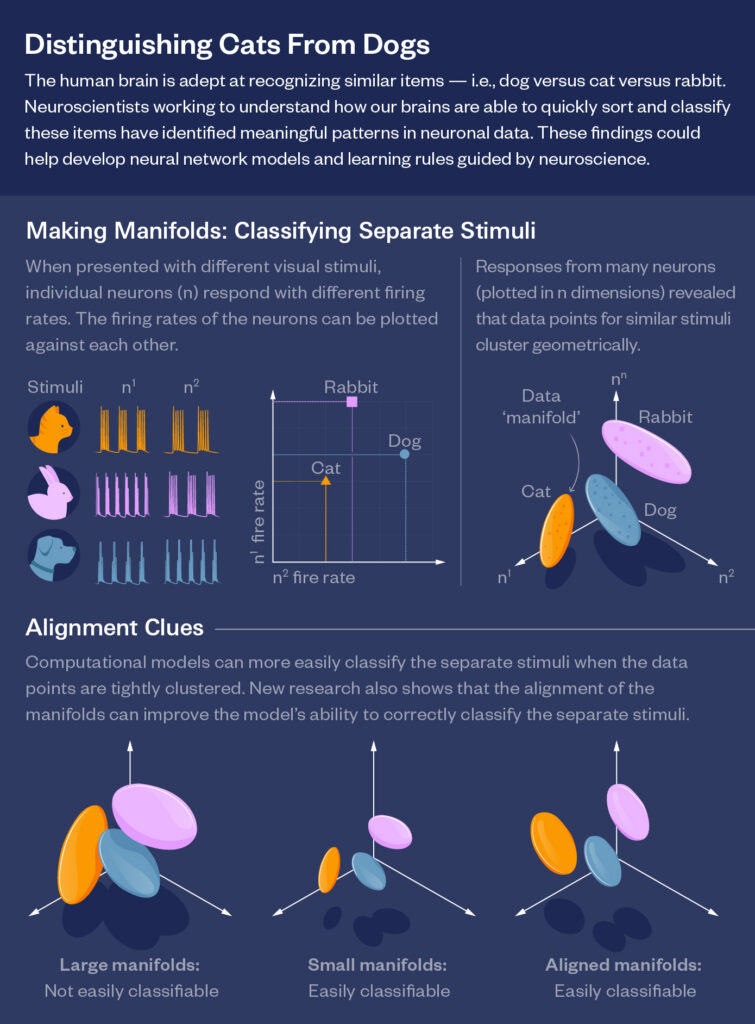 Infographic explaining how neuronal data distinguishes cats from dogs, using colorful 3D manifold visualizations and charts. It compares clustering and alignment of neural responses for classifying different animal stimuli.