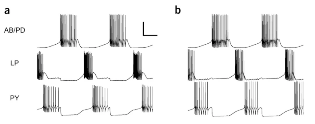 STG rhythms