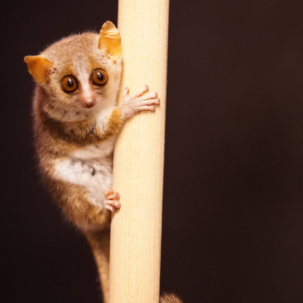 Mouse lemur clinging to pole
