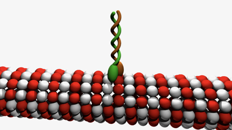 An illustration of a kinesin motor molecule walking across a microtubule