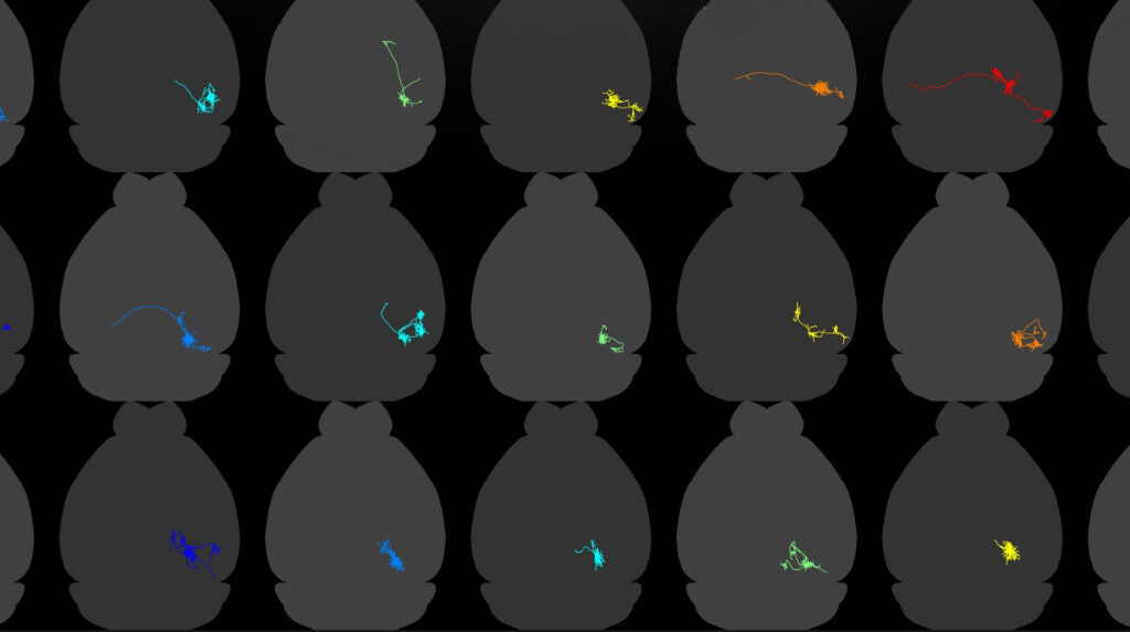 21 mini brains, tinted blue, green, yellow, orange and red