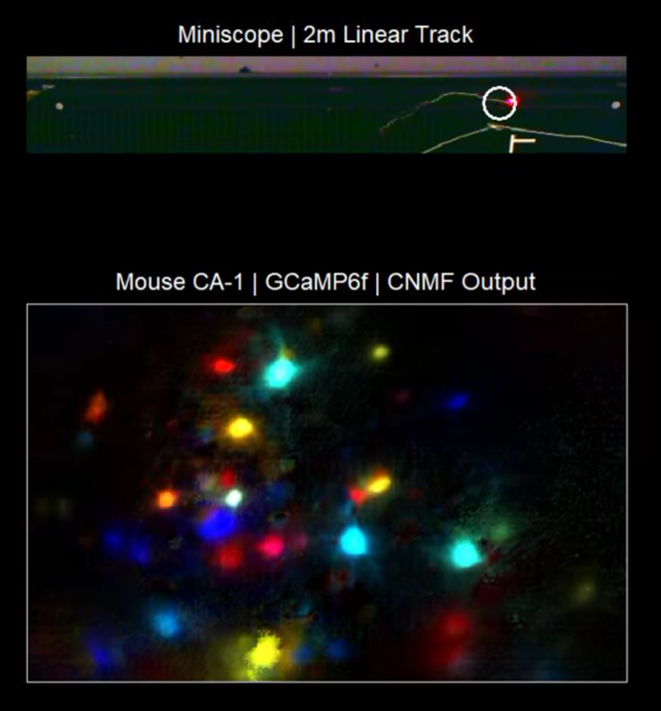 flourescent neurons. the bottom image one shows mouse CA-1, GCaMP6f, CNMF output, and the top image shows miniscope at the 2m linear track