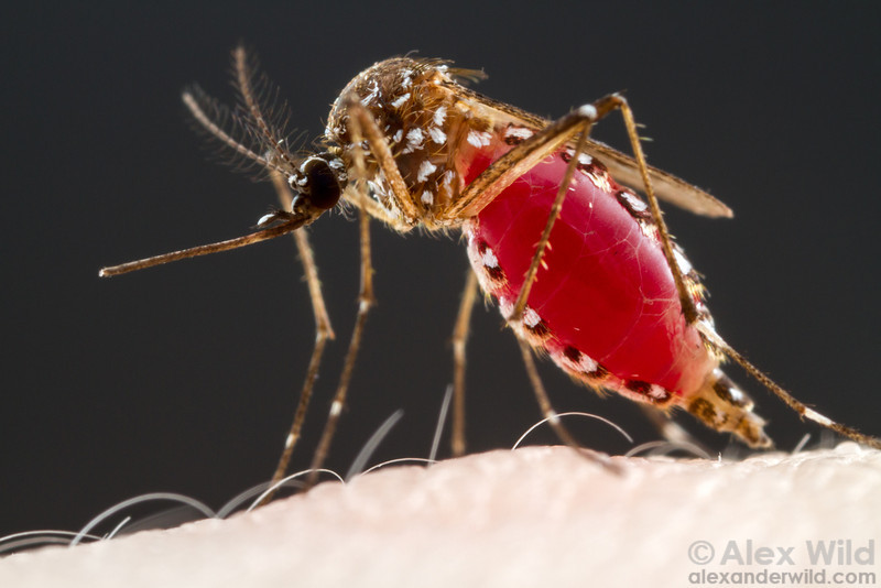 Close-up of mosquito on skin