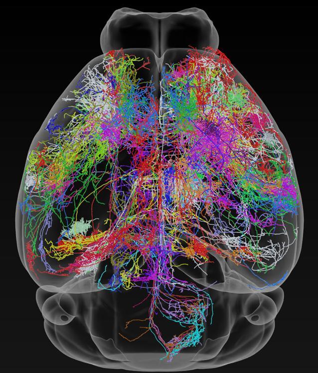 Top image of a mouse's brain, overlayed with rainbow neural wiring