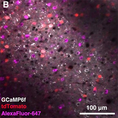 Fluorescence microscopy image showing brain tissue with green, red, and magenta labeled cells. Labels: GCaMP6f (green), tdTomato (red), AlexaFluor-647 (magenta). Scale bar: 100 µm.