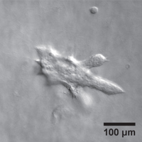 Mouse mammary epithelial cell grouping, or “organoid,” with branching protrusions to the side with higher concentrations of epidermal growth factor