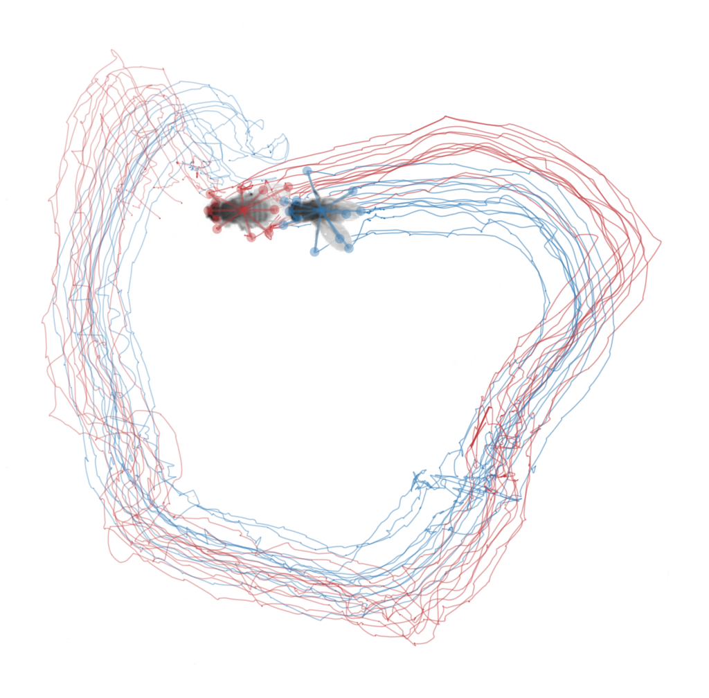 Fruit flies walking