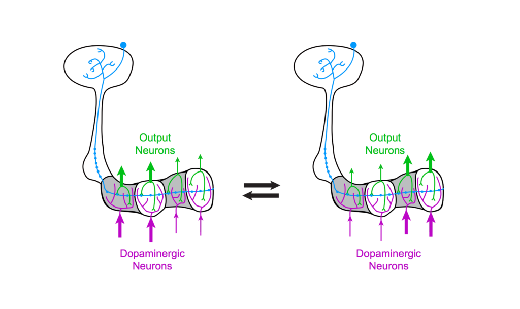 Different patterns of dopaminergic neuron activity can reroute the same olfactory signals to different output neurons, influencing how an animal responds to a specific odor