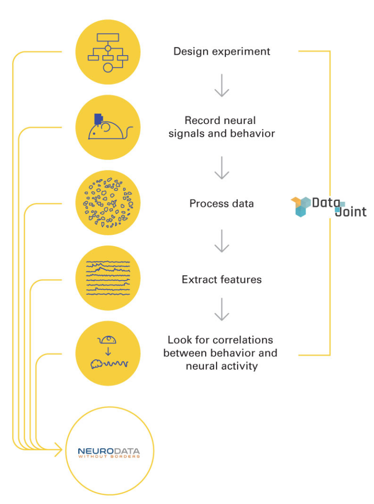 Infographic of neuroscience experiment pipeline