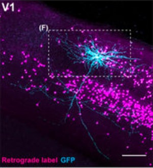 Fluorescent microscopy image showing magenta retrograde-labeled cells and cyan GFP-labeled neuron in brain region V1, with a dashed box highlighting neuronal branches. Scale bar visible.