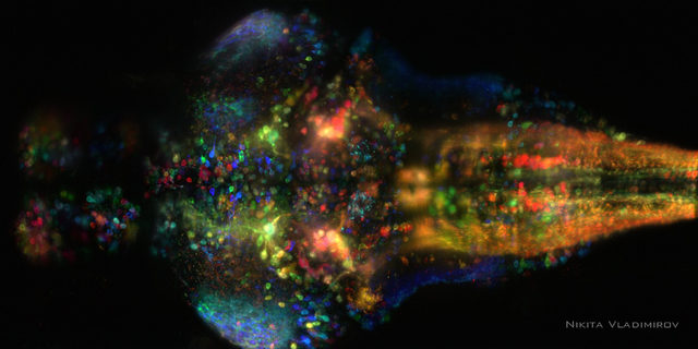 A close-up image of a zebrafish brain, brightly colored with glowing specks of red, green, blue, and yellow, against a black background. The colors highlight neural activity and structures.