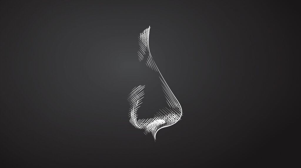 Digital illustration of a side-profile of a nose