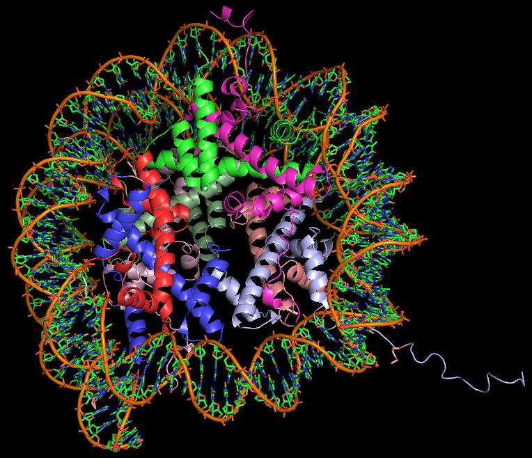 The nucleosome, the basic building block of chromatin, harbors DNA within a shell of histones. This model is based on x-ray crystallographic data from Crystal Structure of the Nucleosome Core Particle at 2.8 Å Resolution