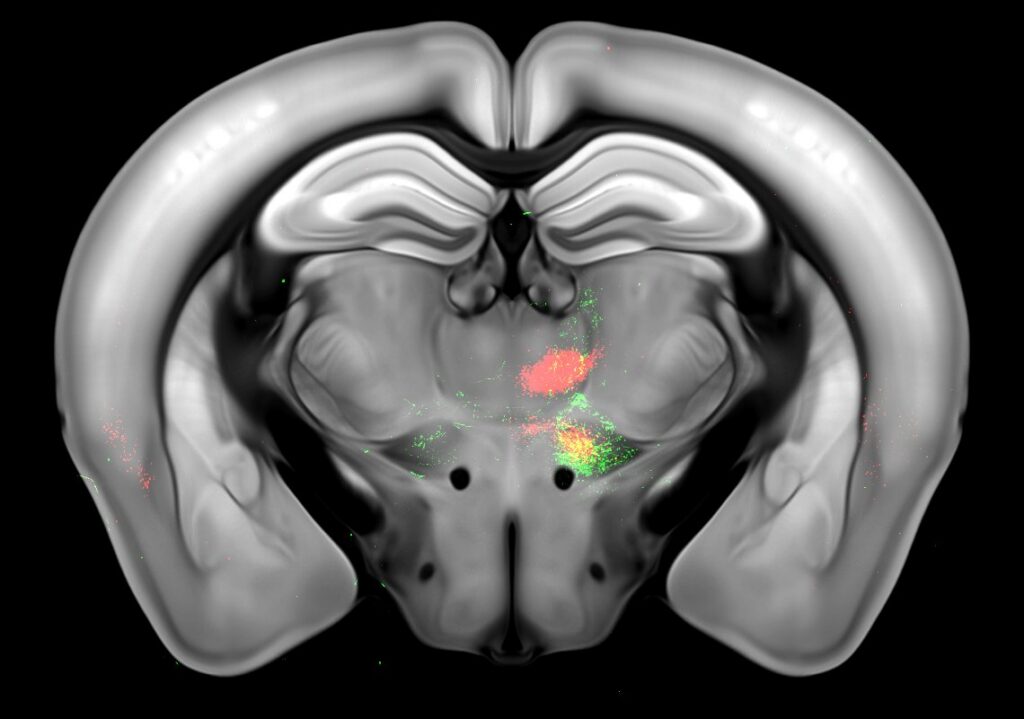 Projections from the cerebellum to the thalamus (green) and thalamus to the frontal cortex (red)