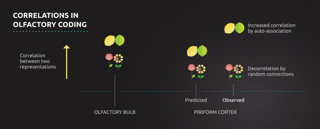 Infographic titled Correlations in olfactory coding