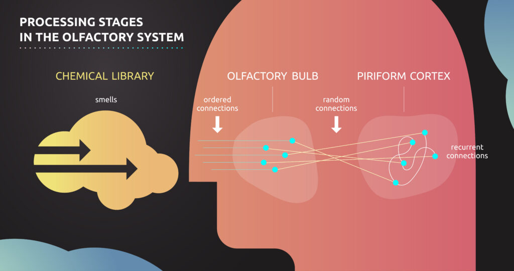 olfactory bulb-piriform cortex connections