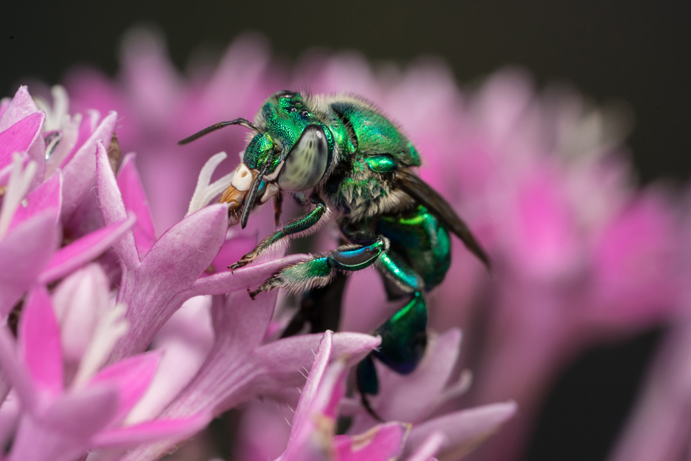A metallic green bee with iridescent body collects nectar from vibrant pink and purple flowers, set against a blurred dark background.
