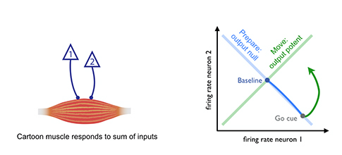 Digital image with a digital illustration of a cartoon muscle responding to sums of inputs on the left. On the right is a chart with firing rate neuron 2 and firing rate neuron 1 on the two axes. It shows how When the firing rate for one neuron goes up, the other goes down.