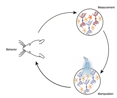 Cycle of behavior, manipulation and measurement