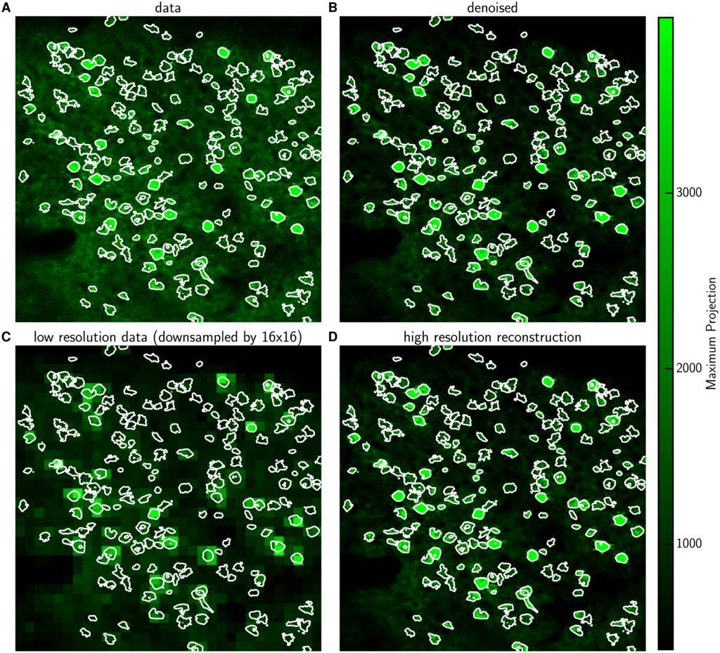 Four panels showing green cell images: (A) original data, (B) denoised, (C) low resolution, and (D) high resolution reconstruction. White outlines highlight cell shapes; a green scale bar indicates intensity values.