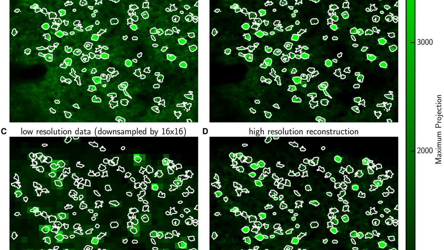 Comparative images of neuronal data (D) from a low resolution dataset (C) as from a high resolution one (A,B)