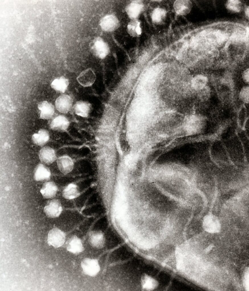 A transmission electron micrograph of multiple bacteriophages attached to a bacterial cell wall. Each bacteriophage resembles an organic bulb with a thin tail attached to the outer surface of the bacterial cell, which appears as a large, round, organic shape.