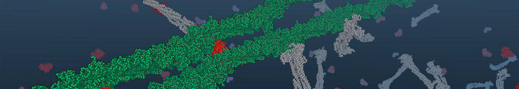 A 3-D model of the semiflexible polymer F-actin in a actin cytoskeleton with actin-binding proteins.
