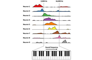 A graph showing how some cells in the hippocampus respond to specific frequencies