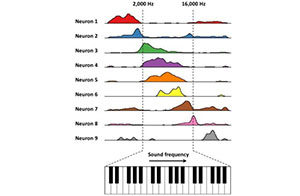 Diagram showing nine neuron responses to sound frequencies, each graph with different colored peaks, aligned above a piano keyboard, illustrating how neurons respond differently across sound frequencies from 2,000 to 16,000 Hz.