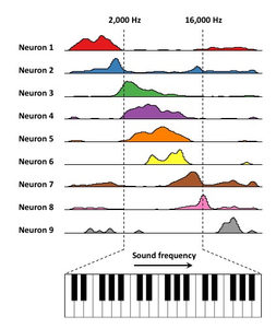 Diagram shows firing patterns of 9 neurons in response to sound frequencies from 2,000 to 16,000 Hz, with a piano keyboard below representing frequency range. Each neurons response is shown in a different color.