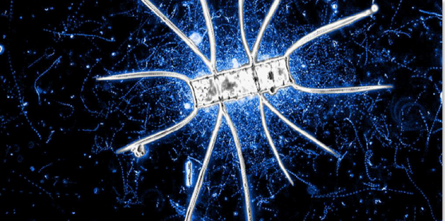 A microscopic, rectangular diatom with long, thin arms extends outward, glowing against a dark blue, speckled background.