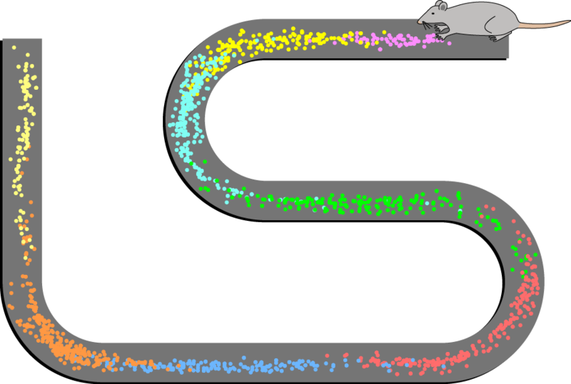 Maze and place cell activity