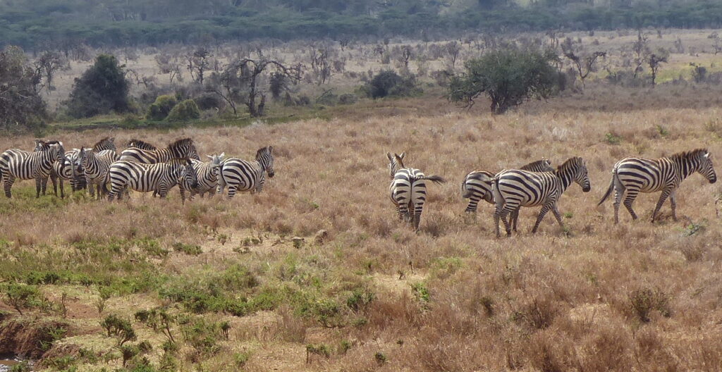 plains zebras