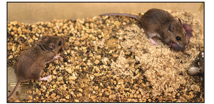 Two brown mice are in a cage with wood shavings and bedding material. One mouse is standing near the left side, while the other is near the right, appearing to eat or hold something in its mouth.