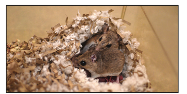 Two small brown mice snuggle together in a cozy nest made of shredded paper and fluffy bedding inside a container.