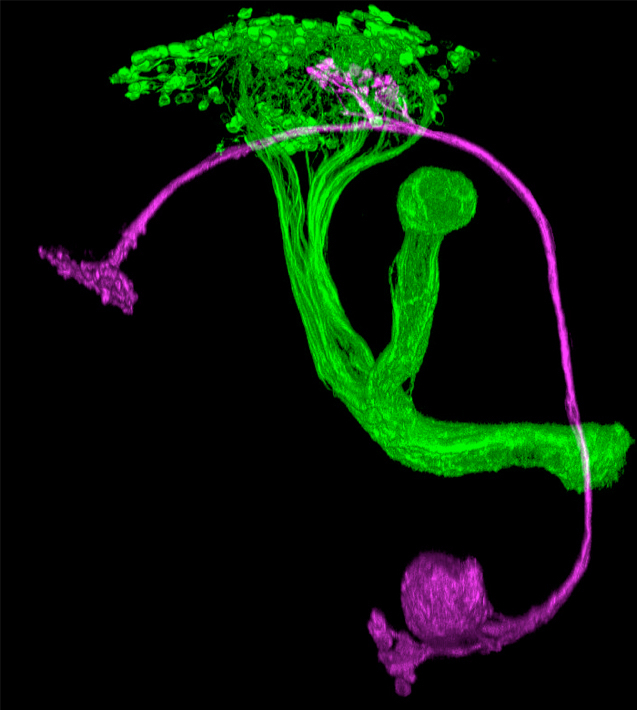 Kenyon cells (green) receive few inputs from projection neurons (purple)