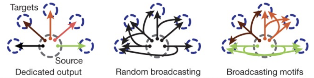 Individual neurons in the visual cortex project to a dedicated region (left). But new research suggests these neurons project to multiple regions in a non-random pattern (right)