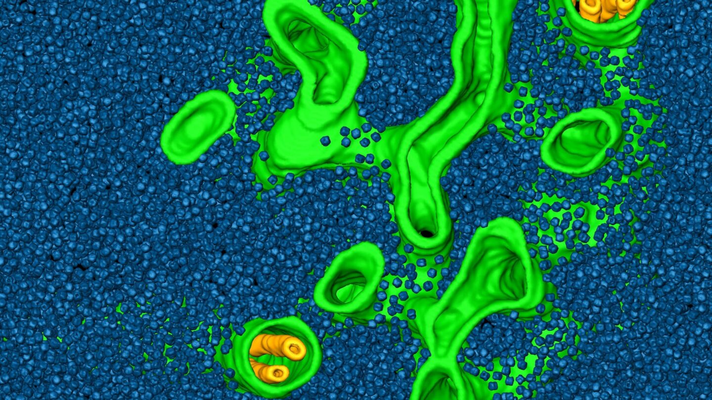 Inside the pyrenoid, a carbon-dioxide concentrating structure of algae, are carbon-fixing enzymes called Rubiscos (blue ball-like structures)
