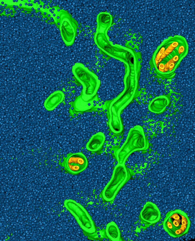 Inside the pyrenoid, a carbon-dioxide concentrating structure of algae, are carbon-fixing enzymes called Rubiscos (blue ball-like structures)