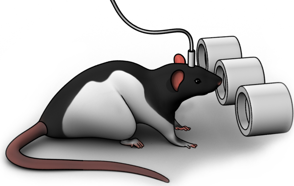 A digital illustration of a rat with a cord attached to its head standing in front of three short cylinders each placed on their side.
