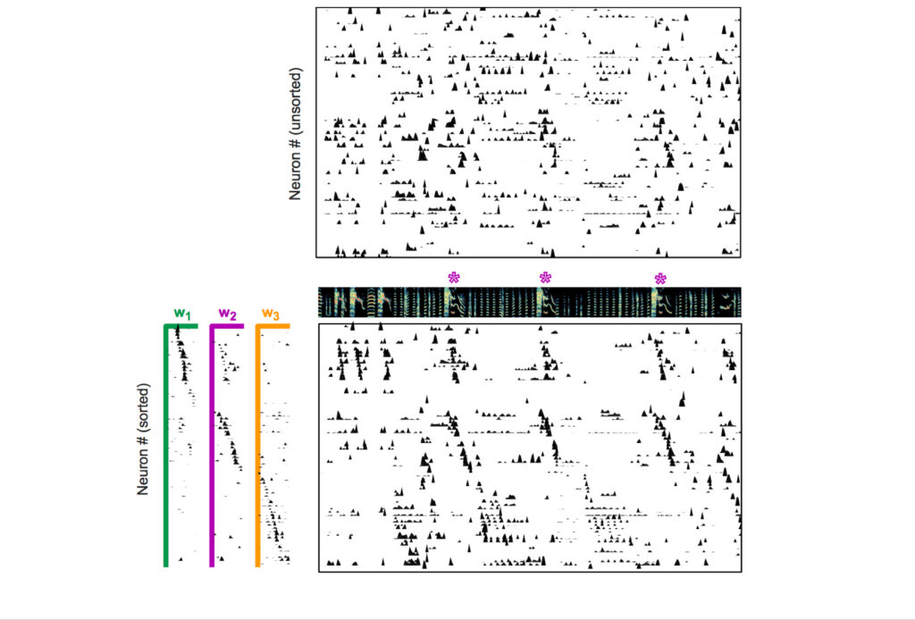 Chart showing raw neural activity: Raw neural activity recorded from 75 cells during birdsong (top) shows no obvious sequences. But seqNMF extracts three sequences, w1, w2 and w3 (bottom left). Researchers can then arrange neurons (each row represents one neuron) according to the sequence they belong to and when in that sequence the neuron fires (bottom right).