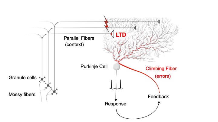 Mossy fibers bring information from other brain areas to the cerebellum, synapsing onto granule cells, the most abundant class of neuron in the human brain. The axons of granule cells, known as parallel fibers, connect to Purkinje cells, the output cells of the cerebellum. Climbing fibers, which carry error information, wrap around Purkinje cells like a vine and trigger a weakening, or long-term depression (LTD), of synapses that cause error